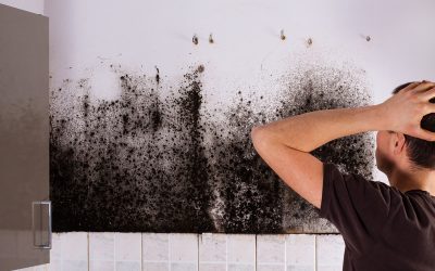 Mold Prevention and Removal in Fort Myers