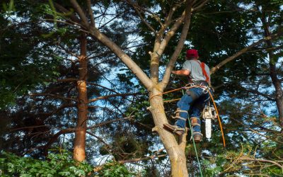 Reliable Stump Grinding Services Near Gig Harbor, WA